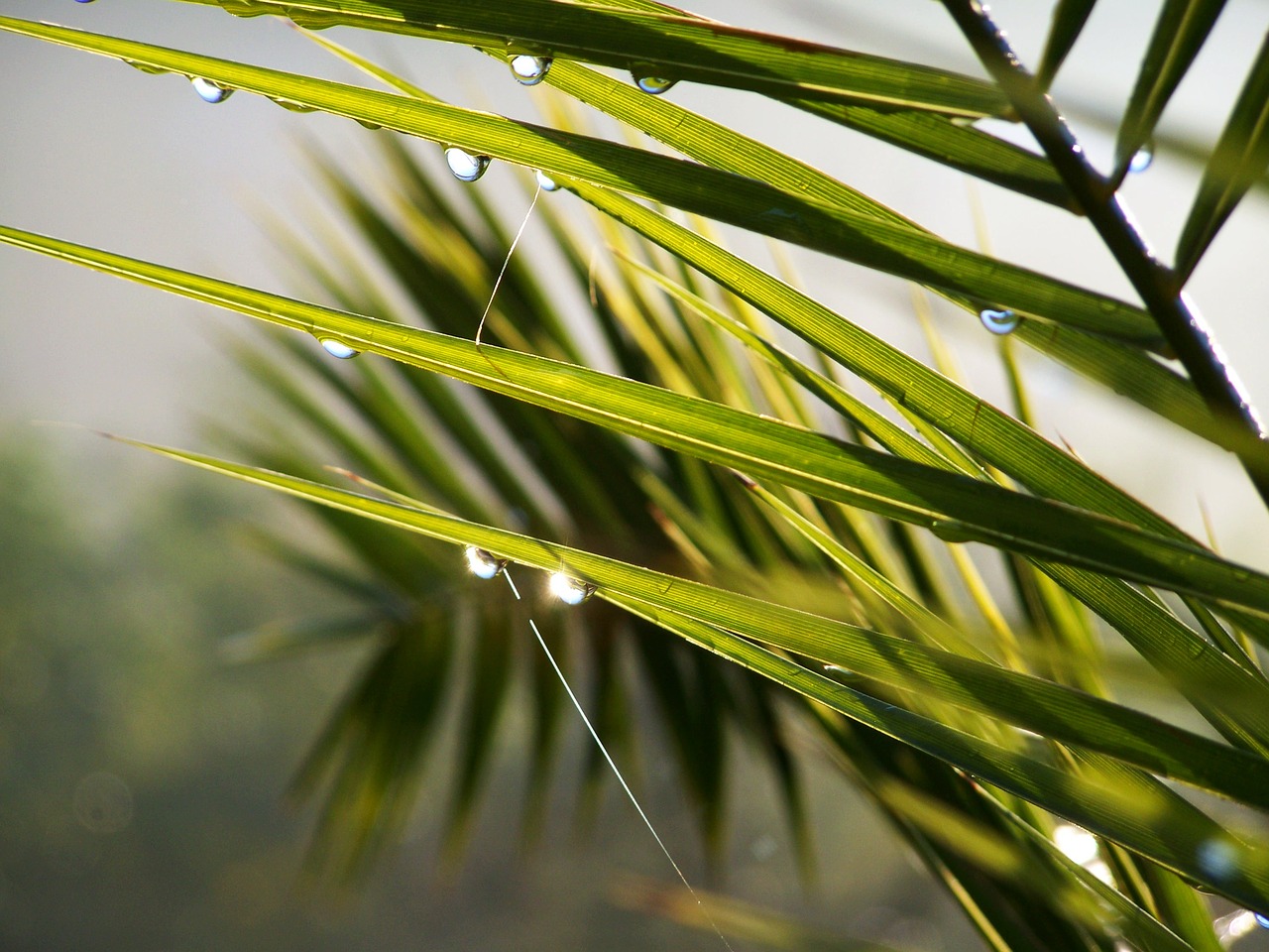 raindrops fog nature free photo