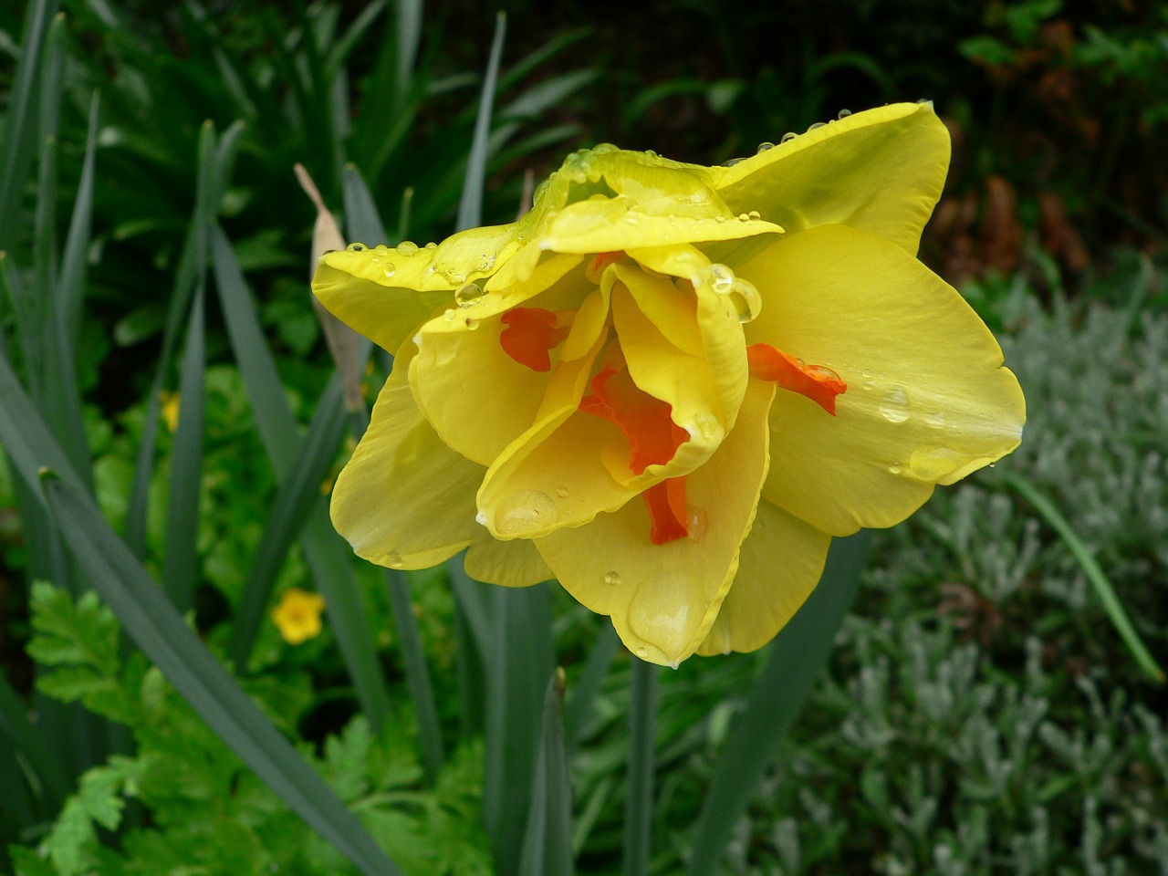 raindrops daffodil yellow flower free photo
