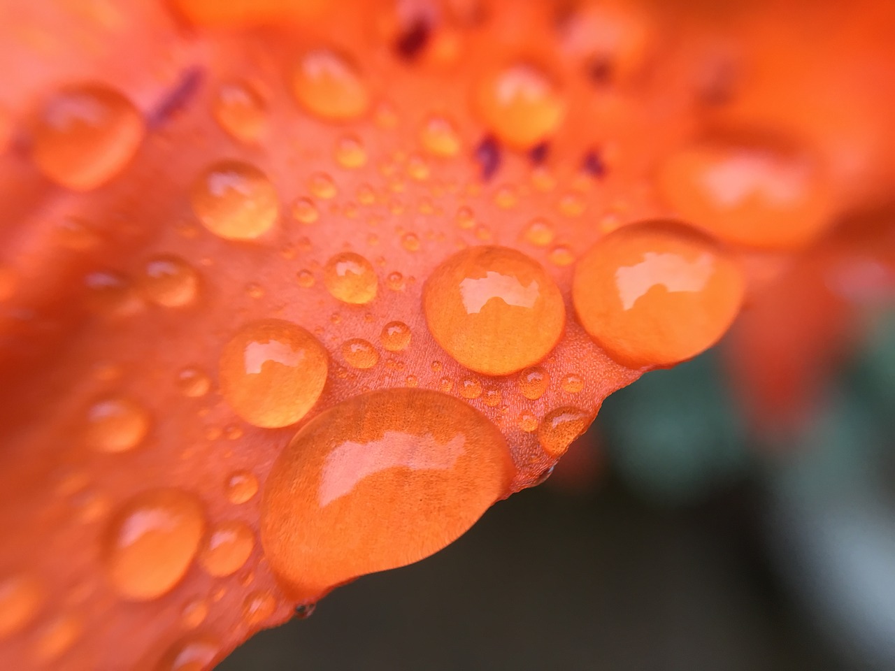 raindrops lily water free photo