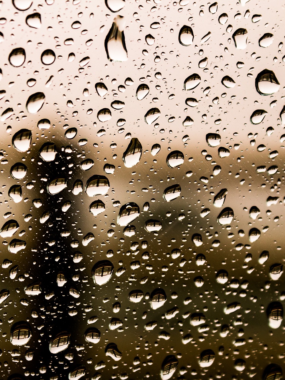 raindrops drops water free photo