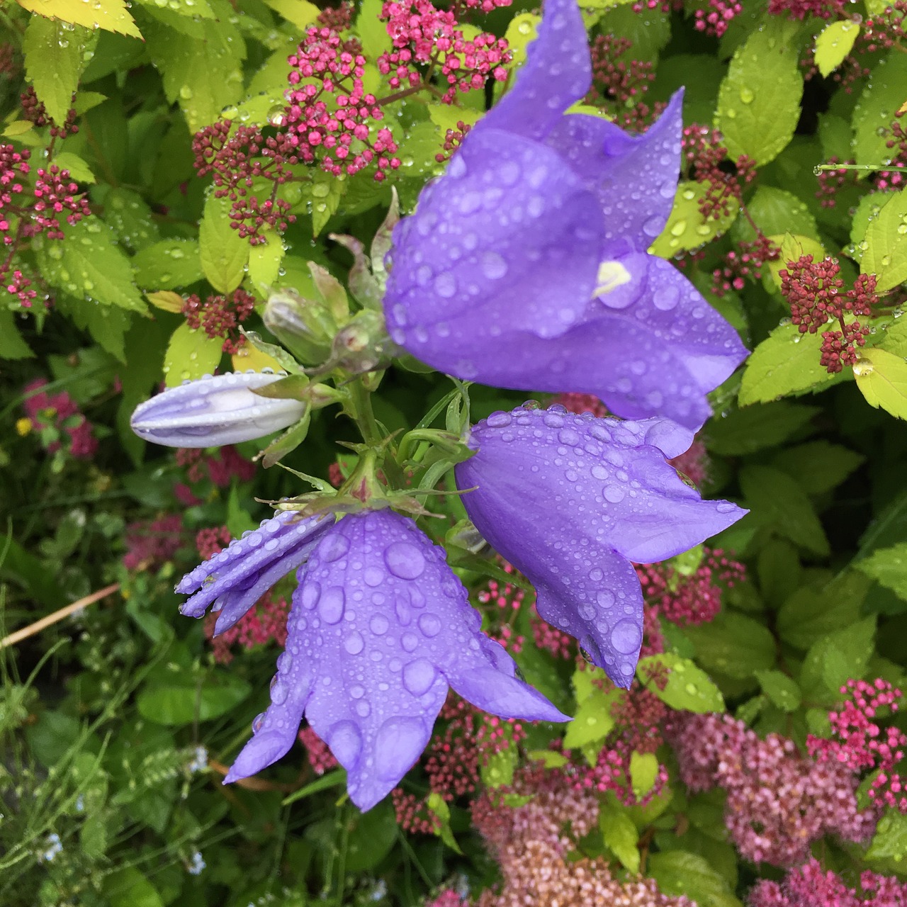 raindrops purple flower flower free photo