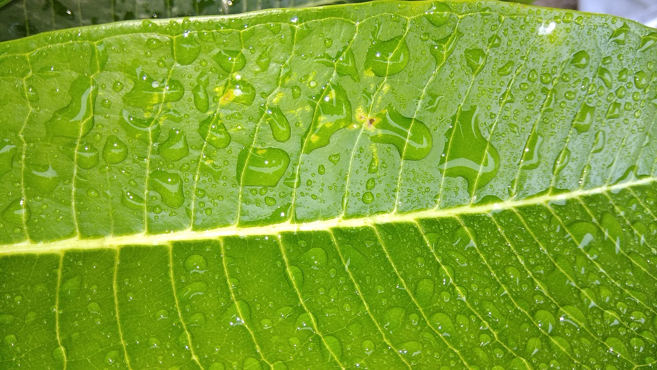 raindrops leaf green free photo