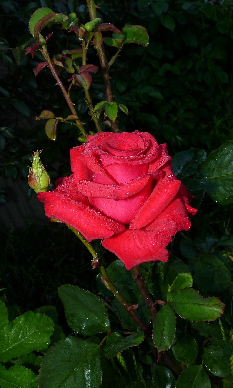 raindrops red rose free photo