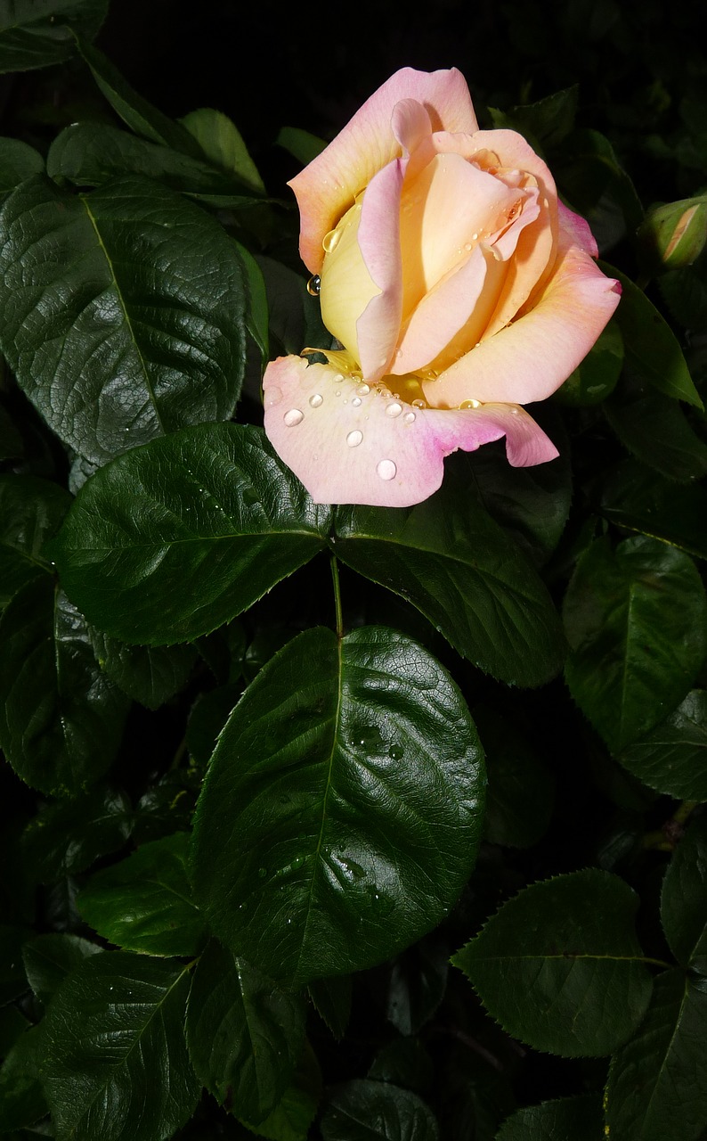 raindrops peace rose garden free photo