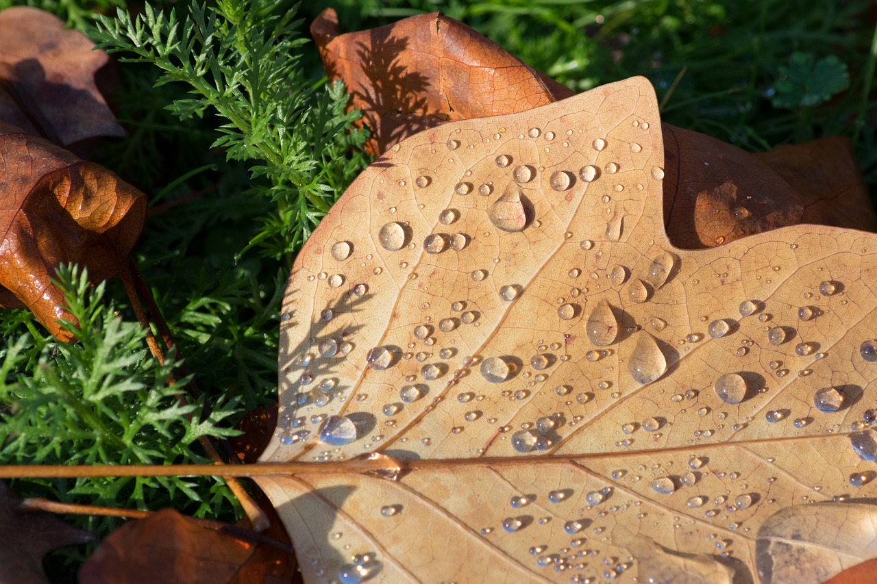 raindrops rain drops free photo