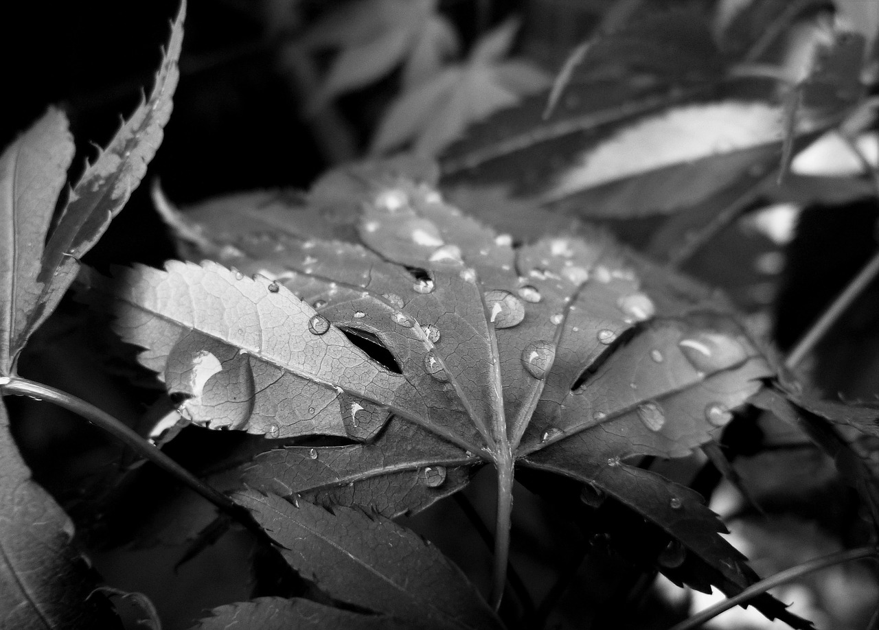 raindrops rain droplets free photo