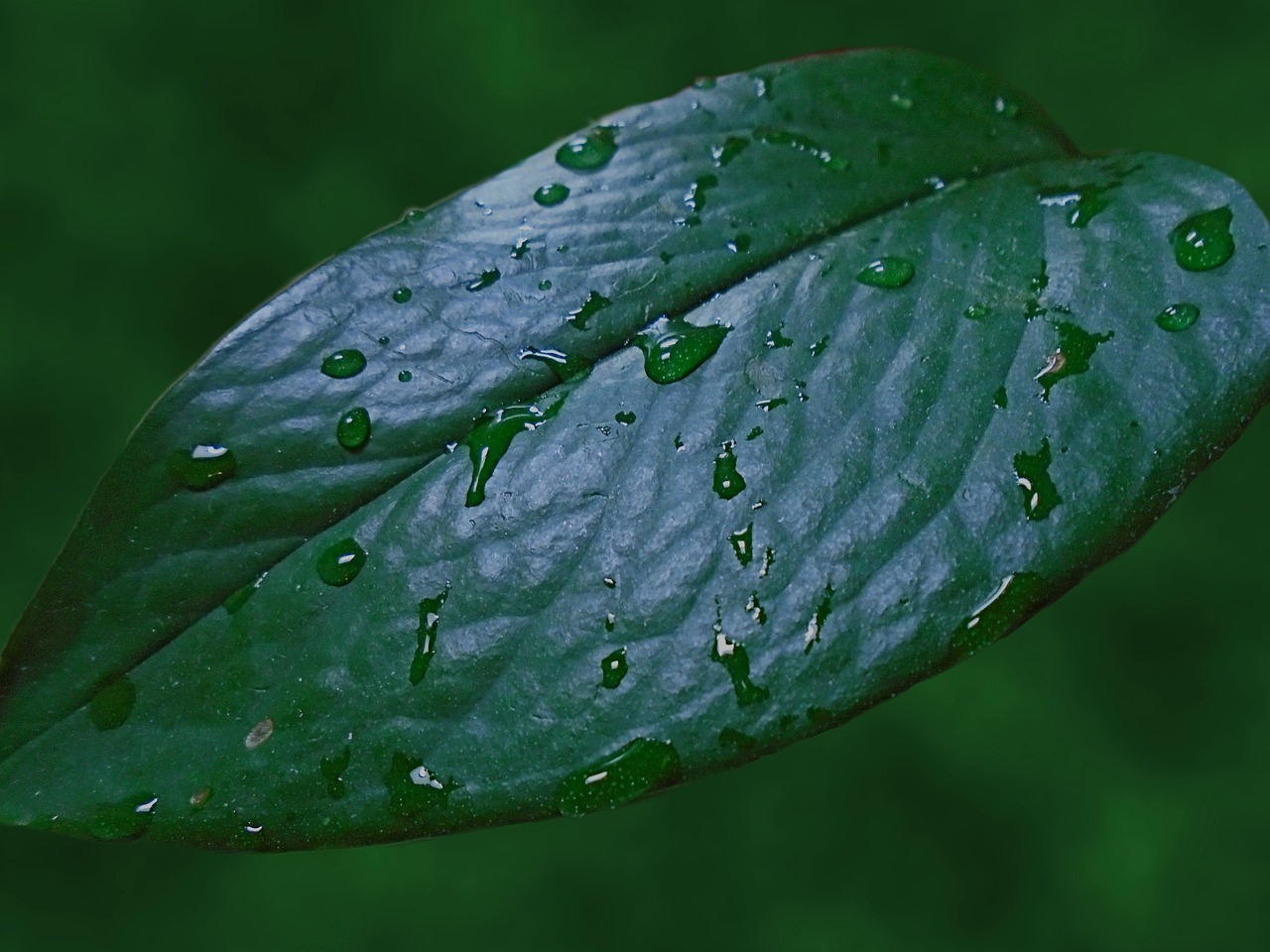 raindrops  leaf  rain free photo