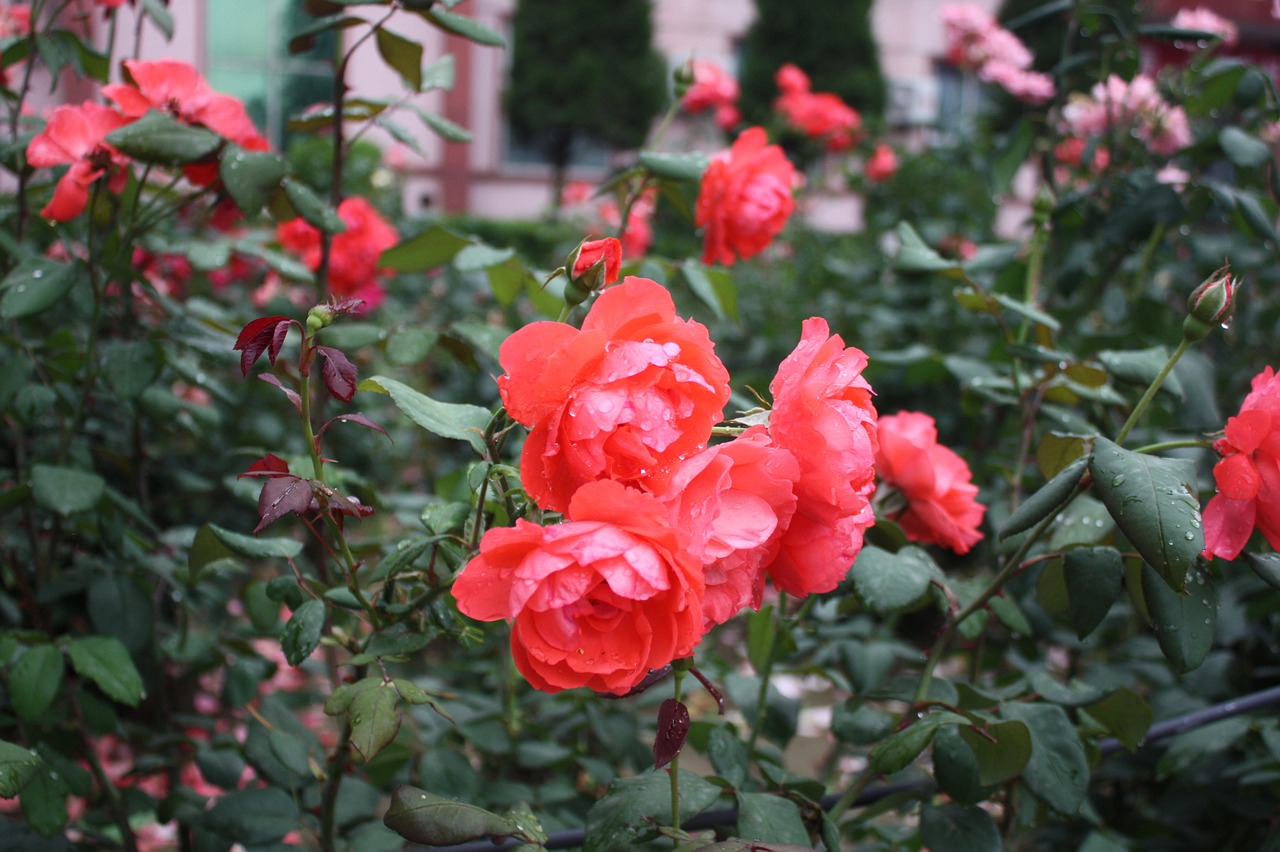 raindrops  dew  flowers free photo