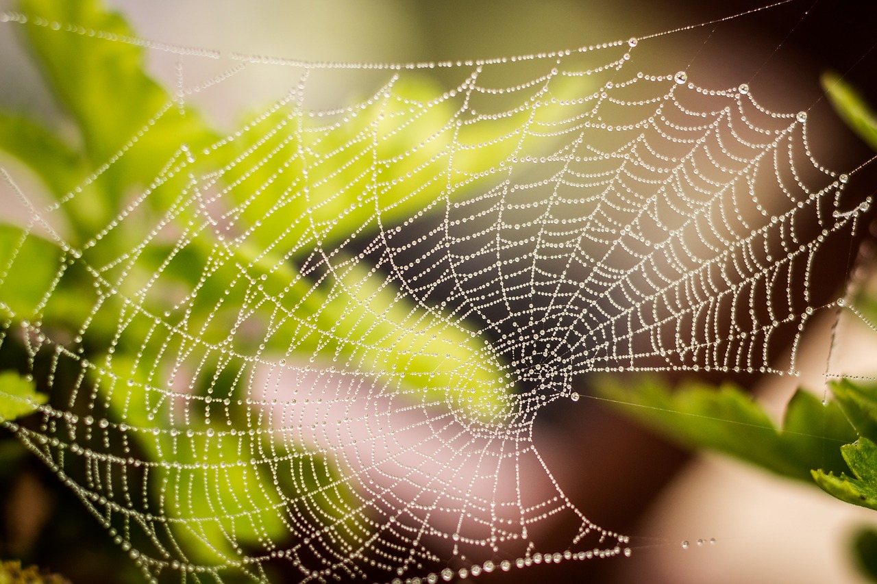 raindrops  green  web free photo