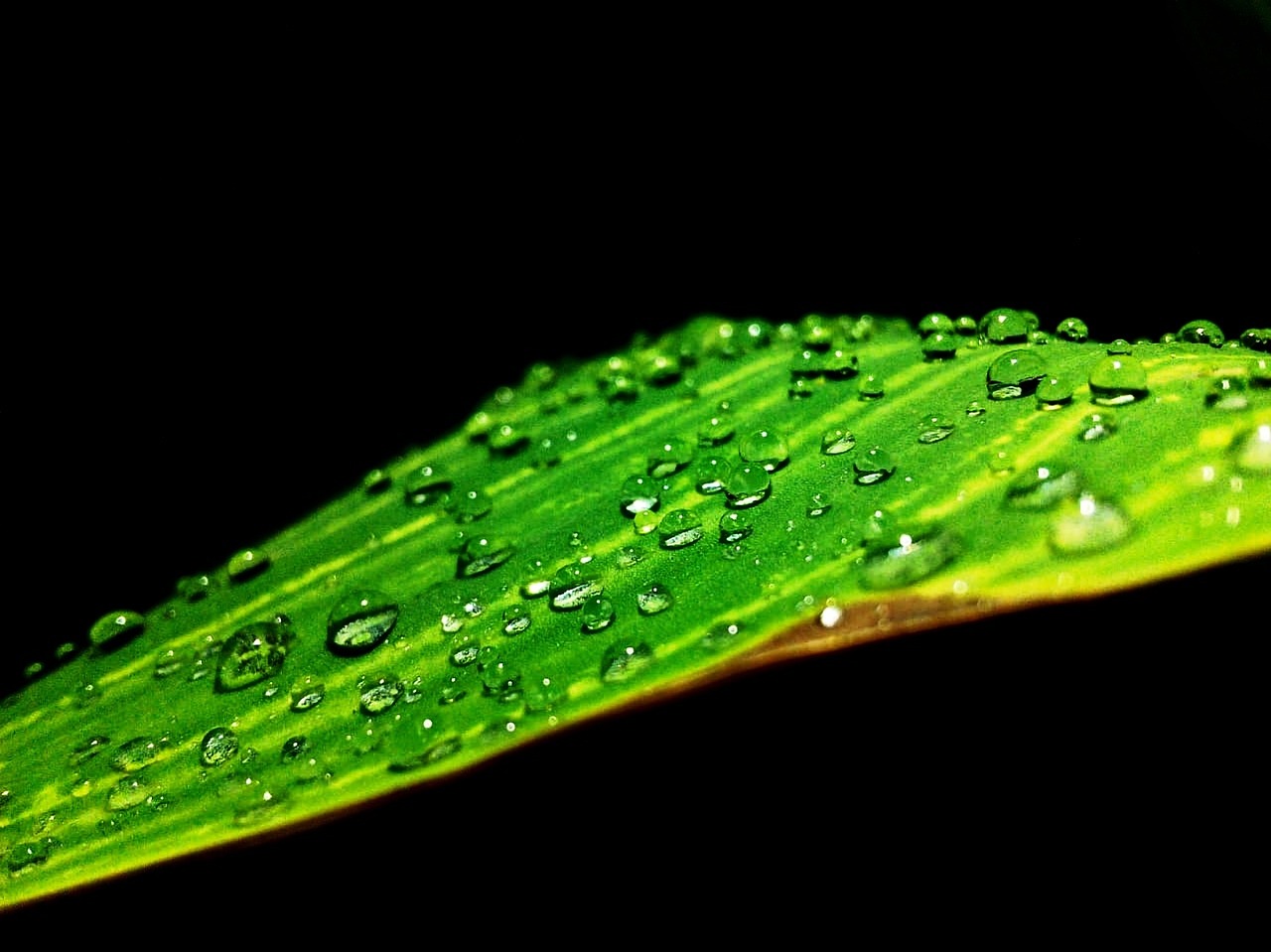 raindrops  dewdrops  plants free photo