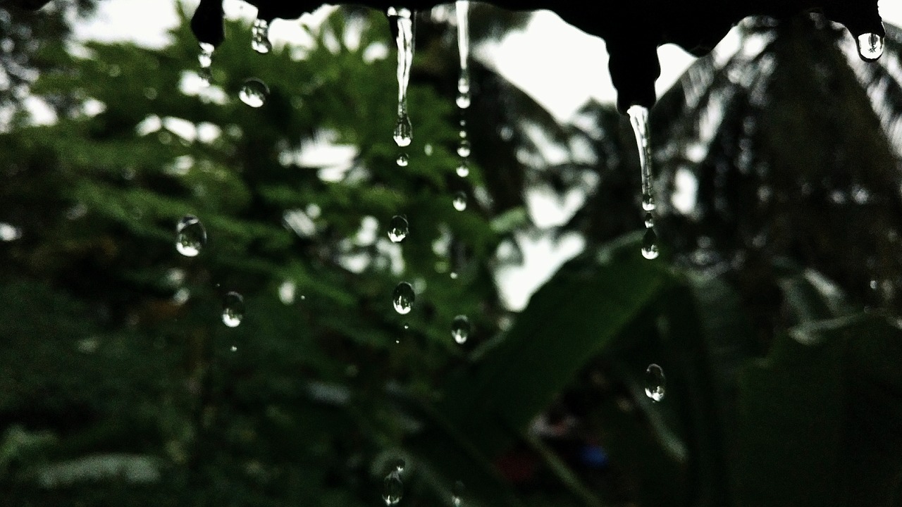 raindrops  rain  trees free photo