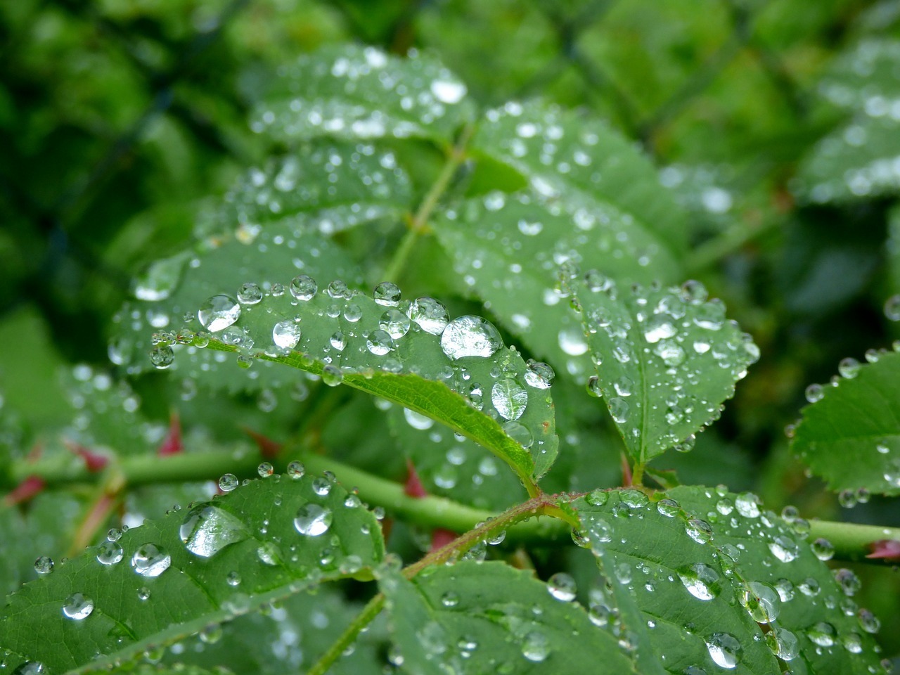 raindrops leaves rain free photo