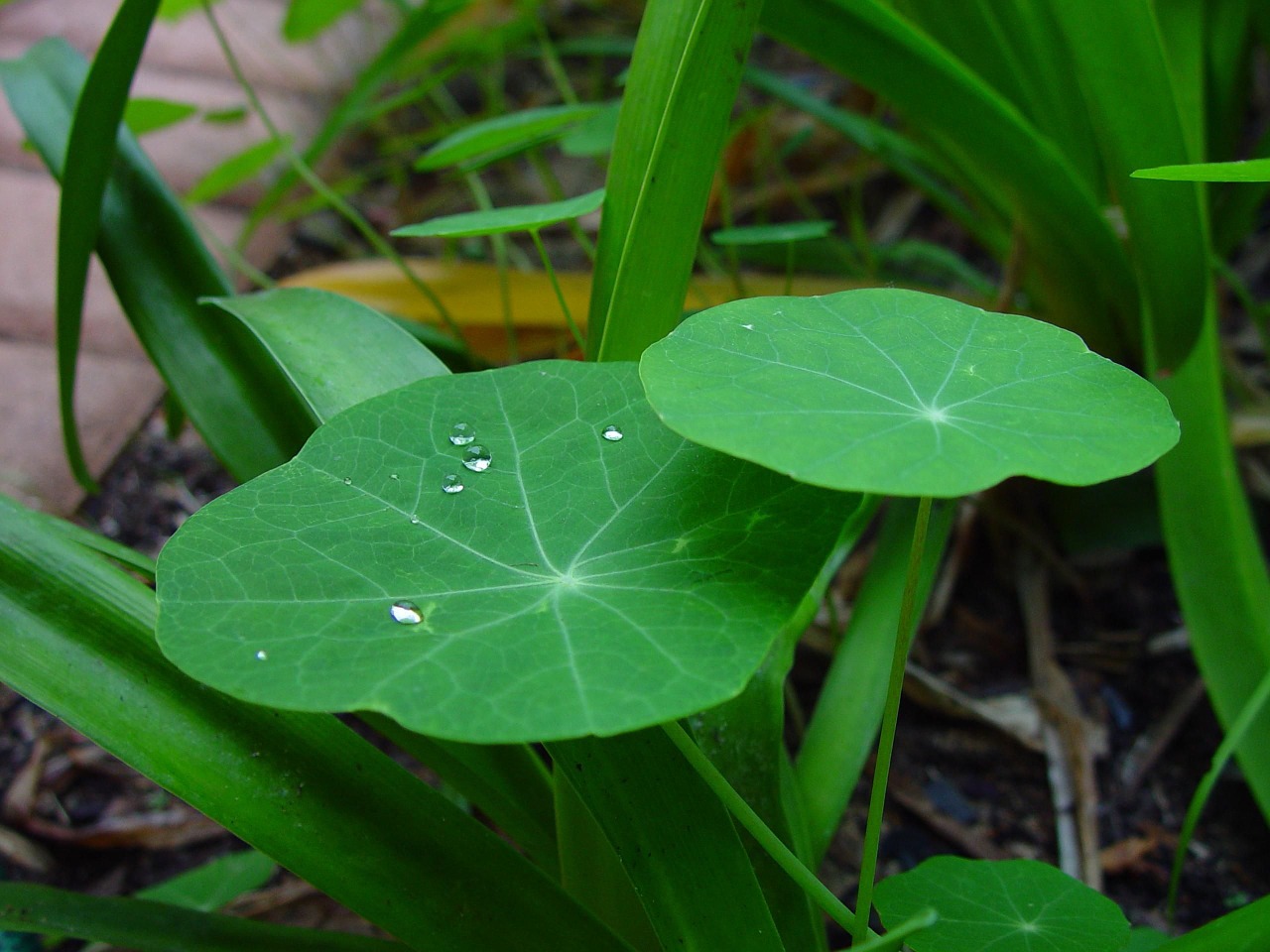raindrops leaves nasturtiums free photo