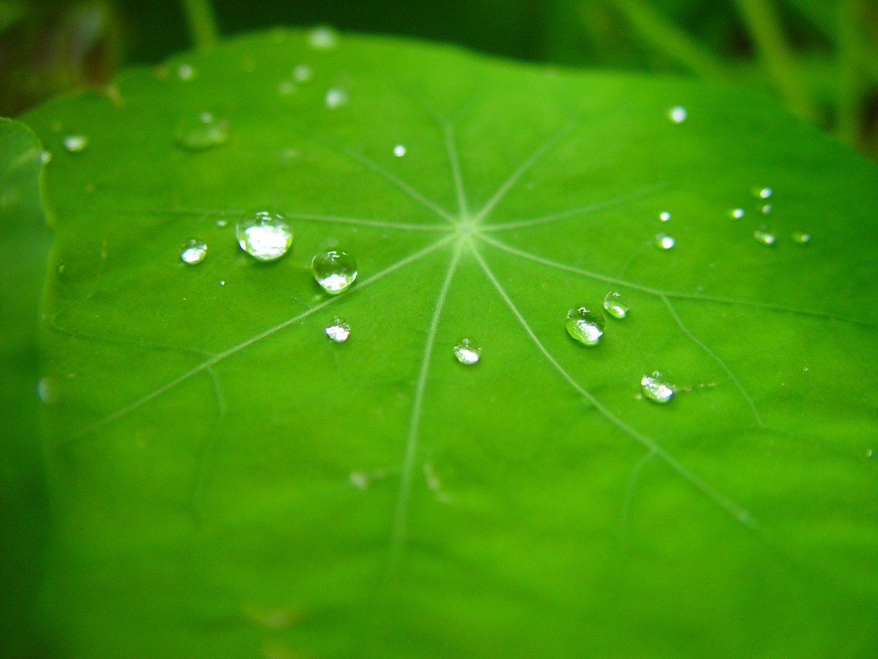 raindrops leaf nasturtium free photo