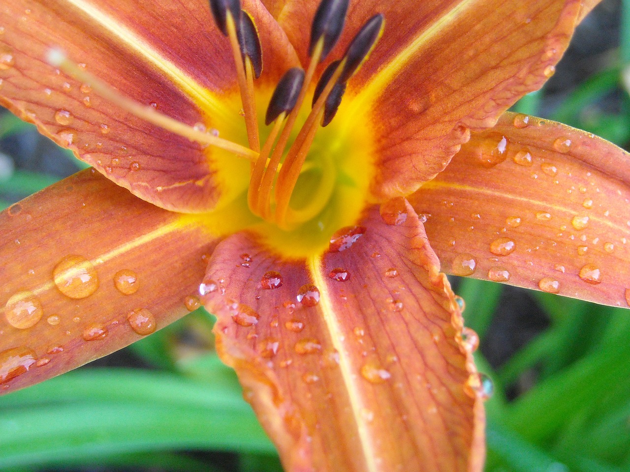 raindrops day lily plant free photo