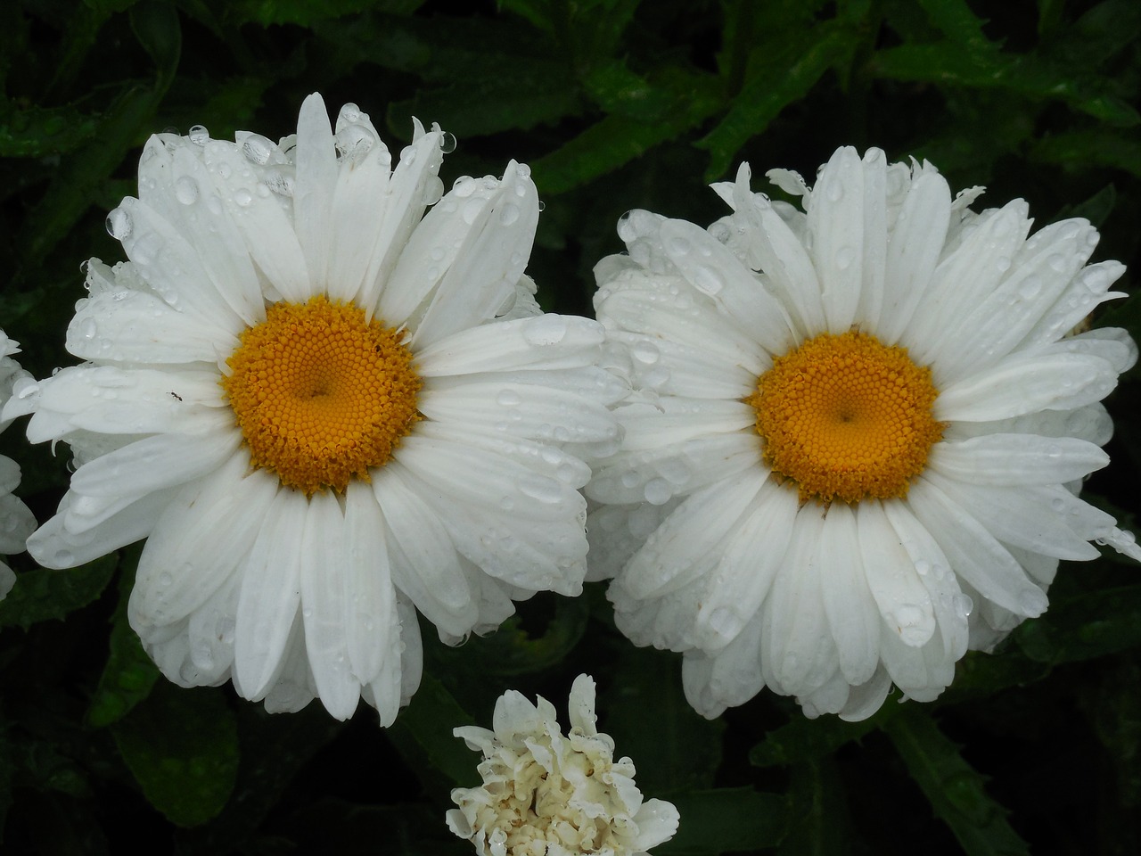 raindrops daisy flower free photo