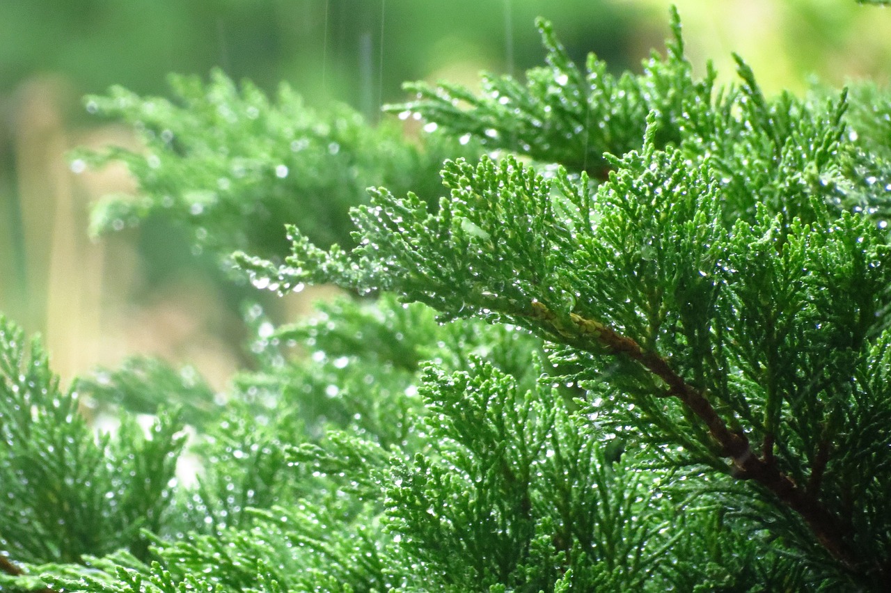 raindrops foliage green free photo