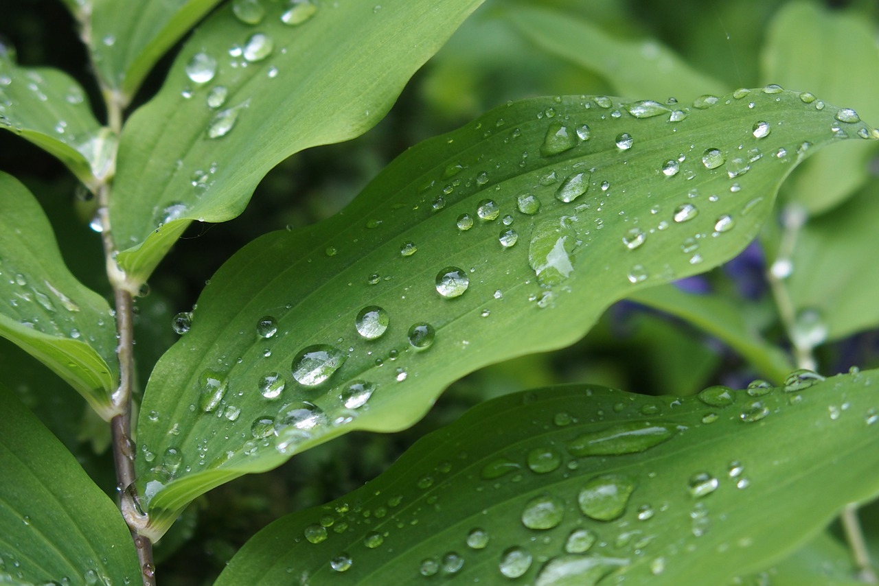 raindrops leaves green free photo