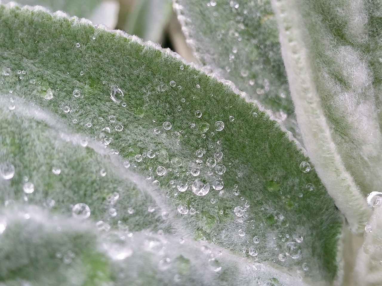 raindrops leaves nature free photo