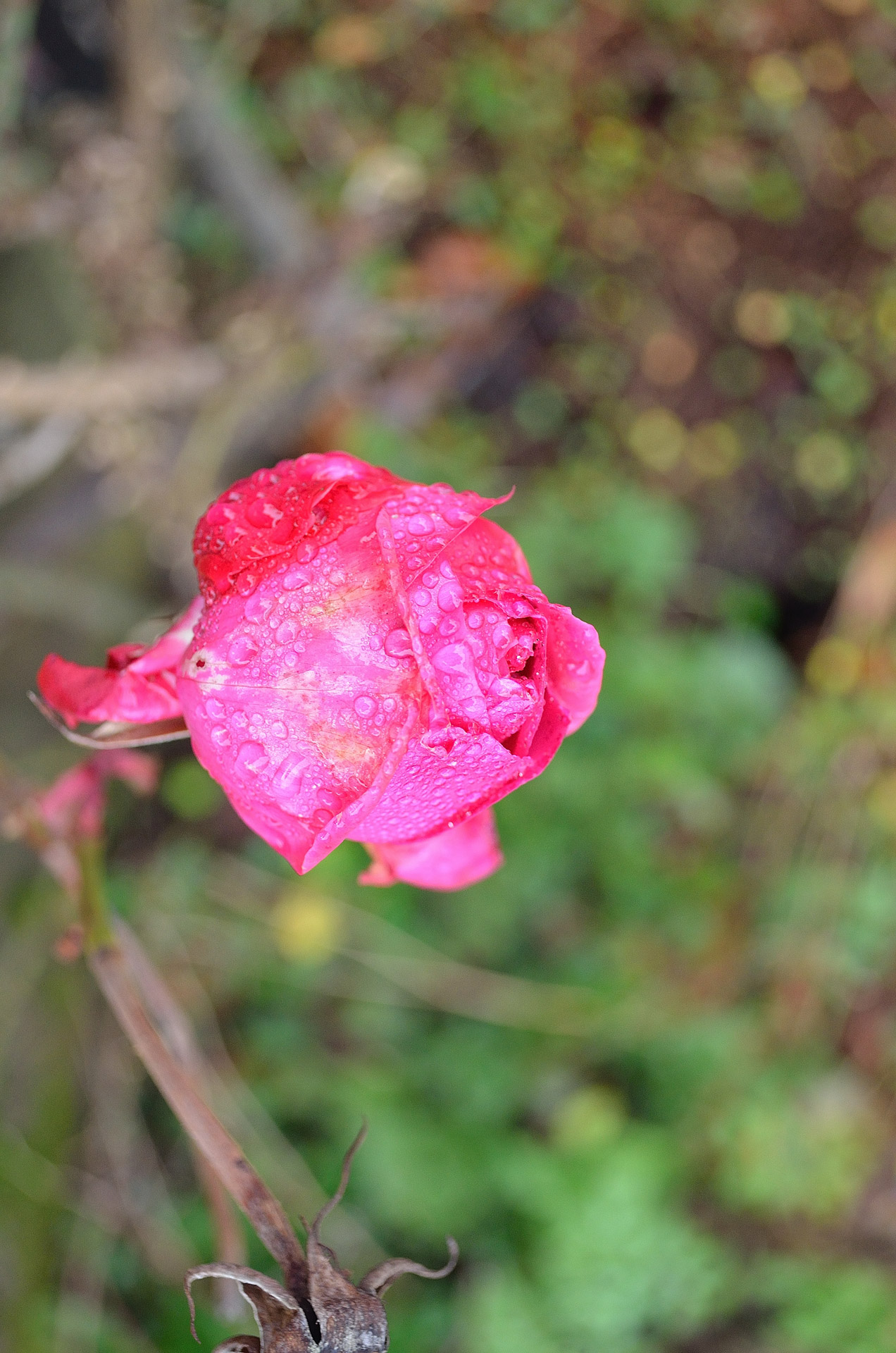 rose drops macro free photo