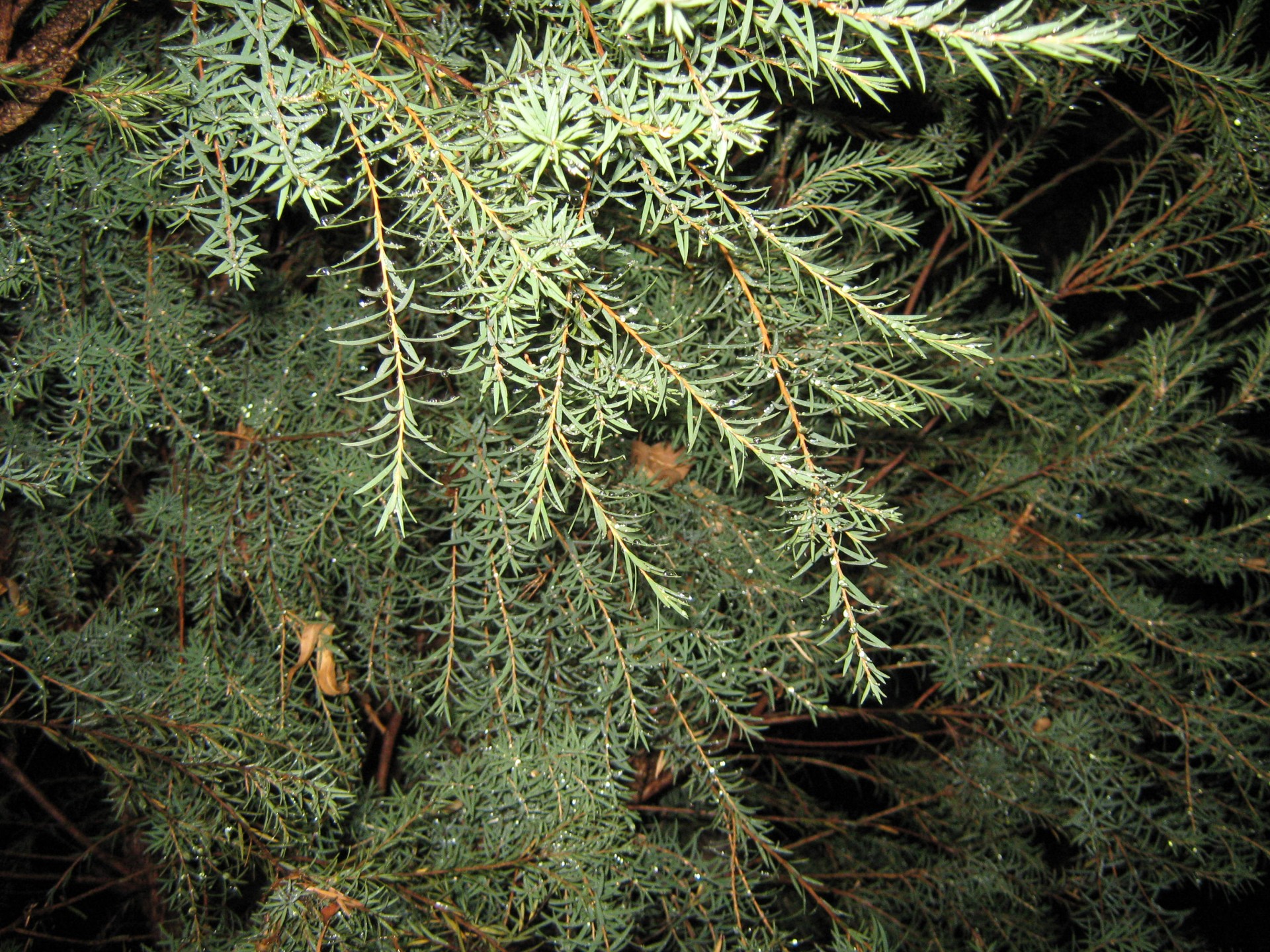 shrub raindrops night free photo