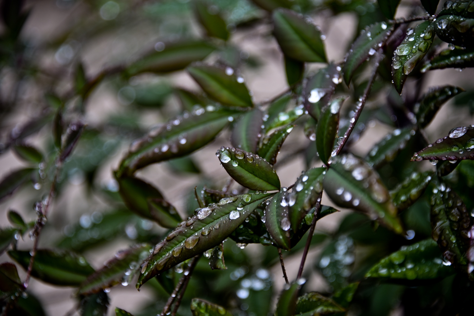 rain leaves droplets free photo