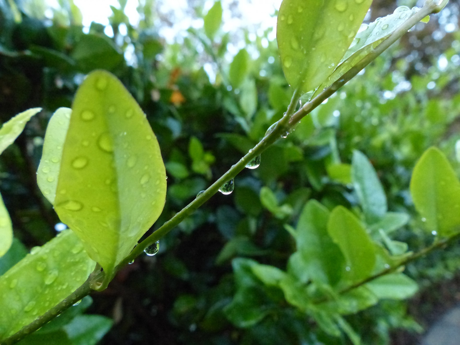 rain raindrops plant free photo
