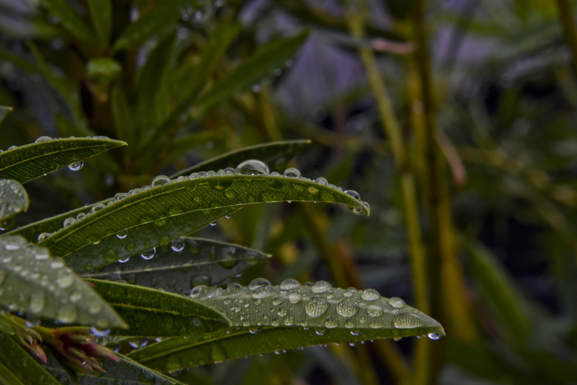 raindrops leaves magnify free photo
