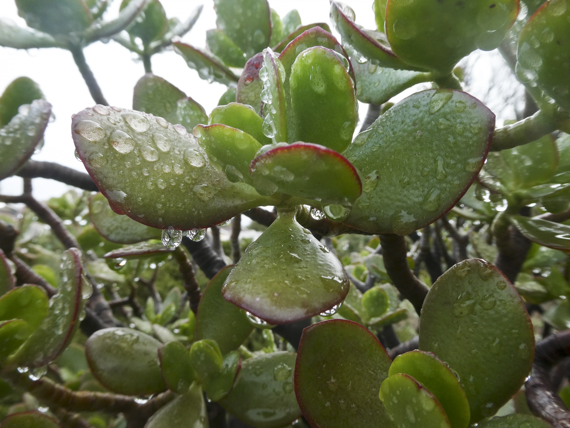 rain rain droplets droplets free photo