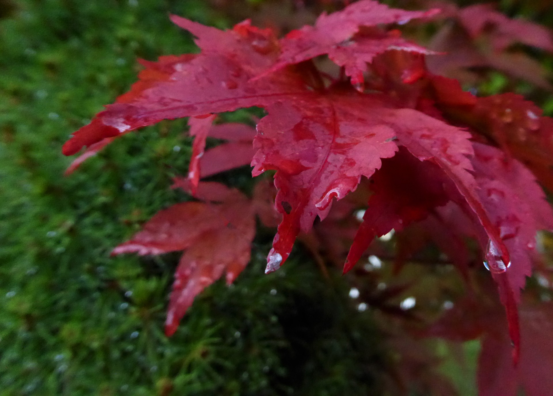 autumn leaf red free photo