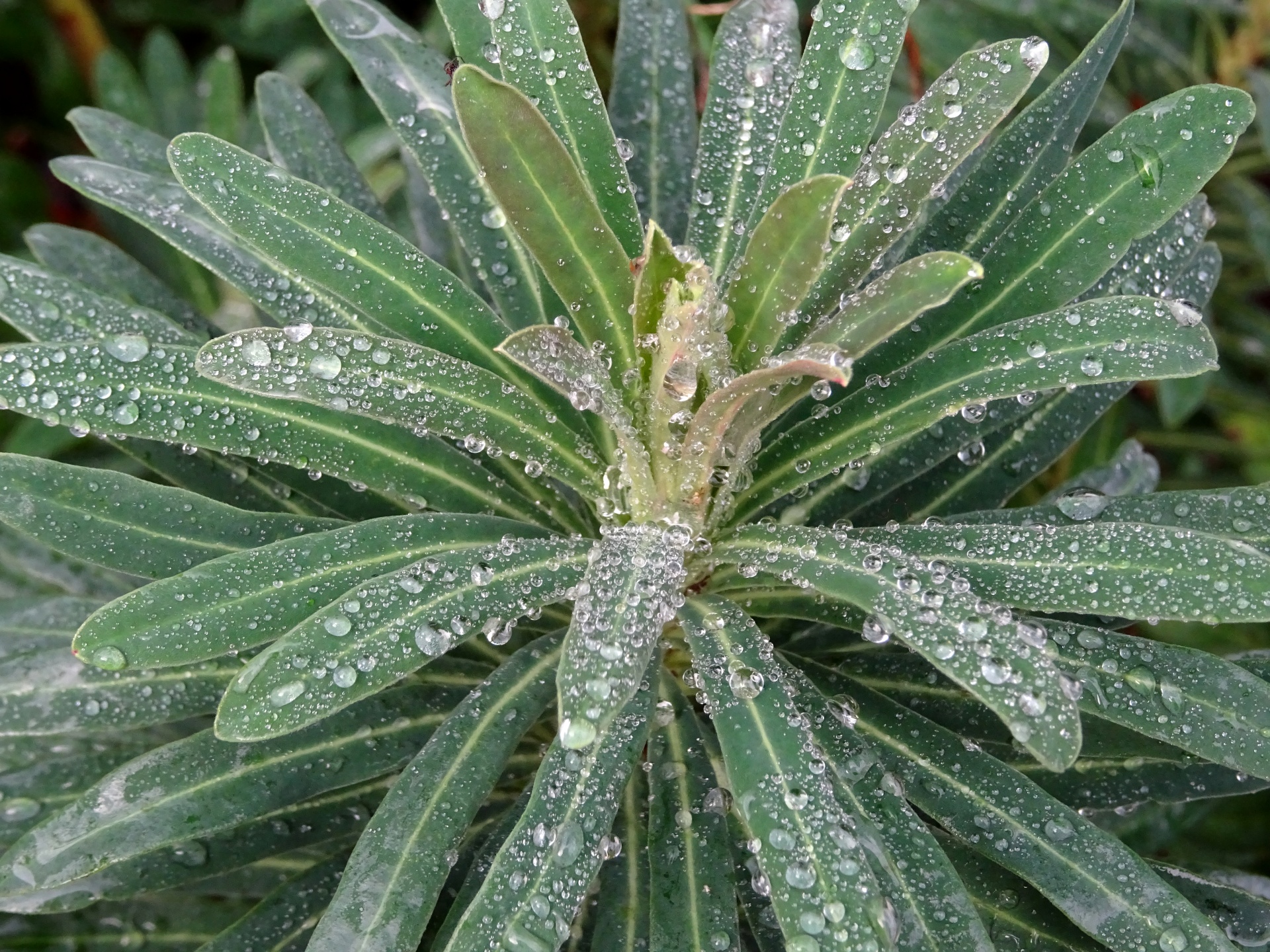 flower grass tree free photo