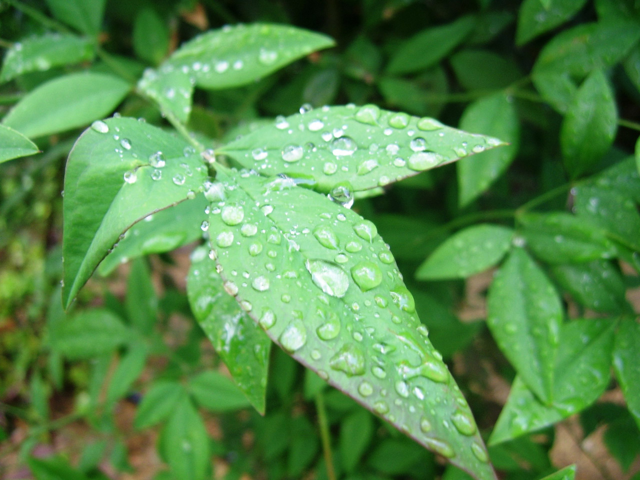 raindrops plant raindrops on plant free photo