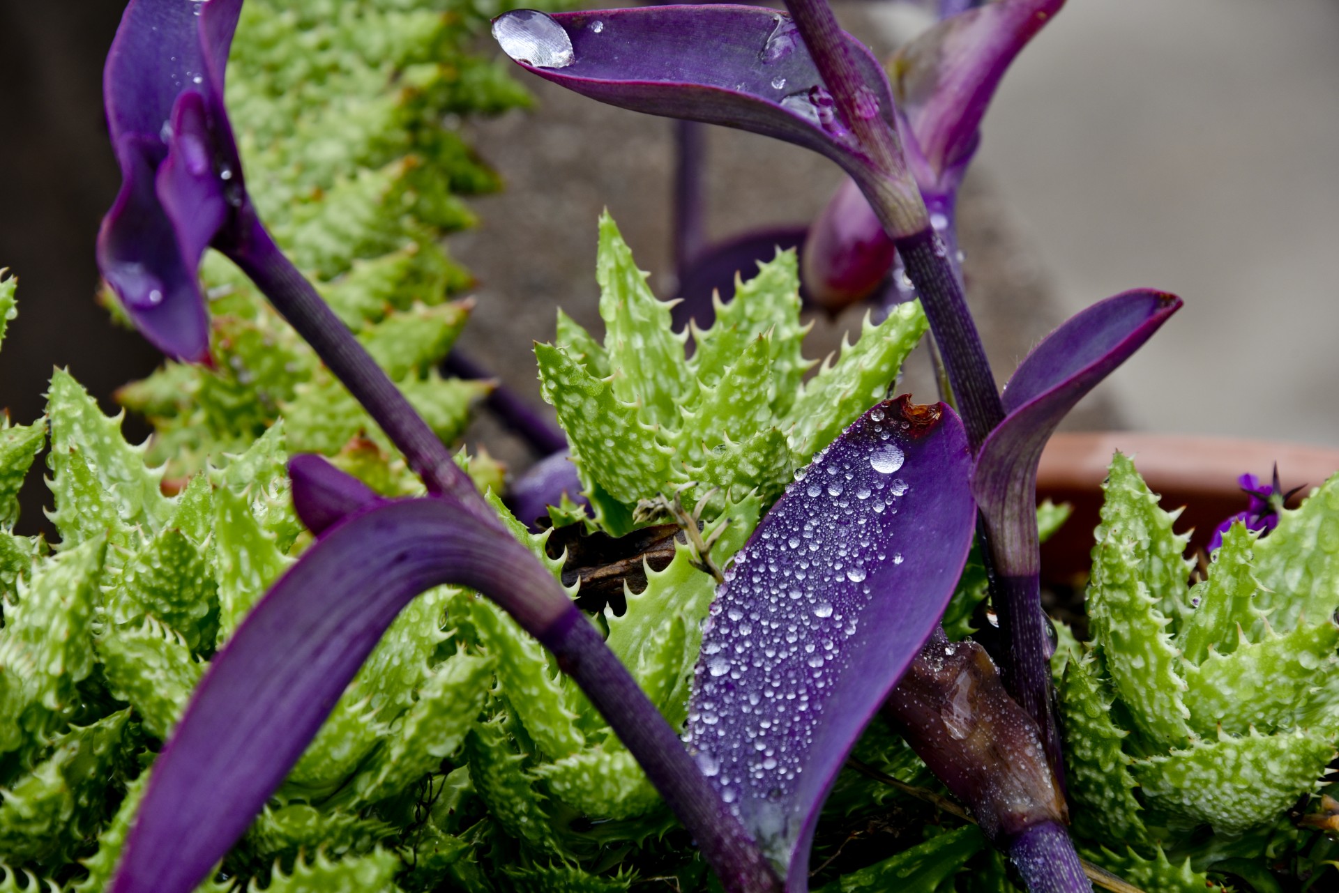 canus leaf raindrops free photo