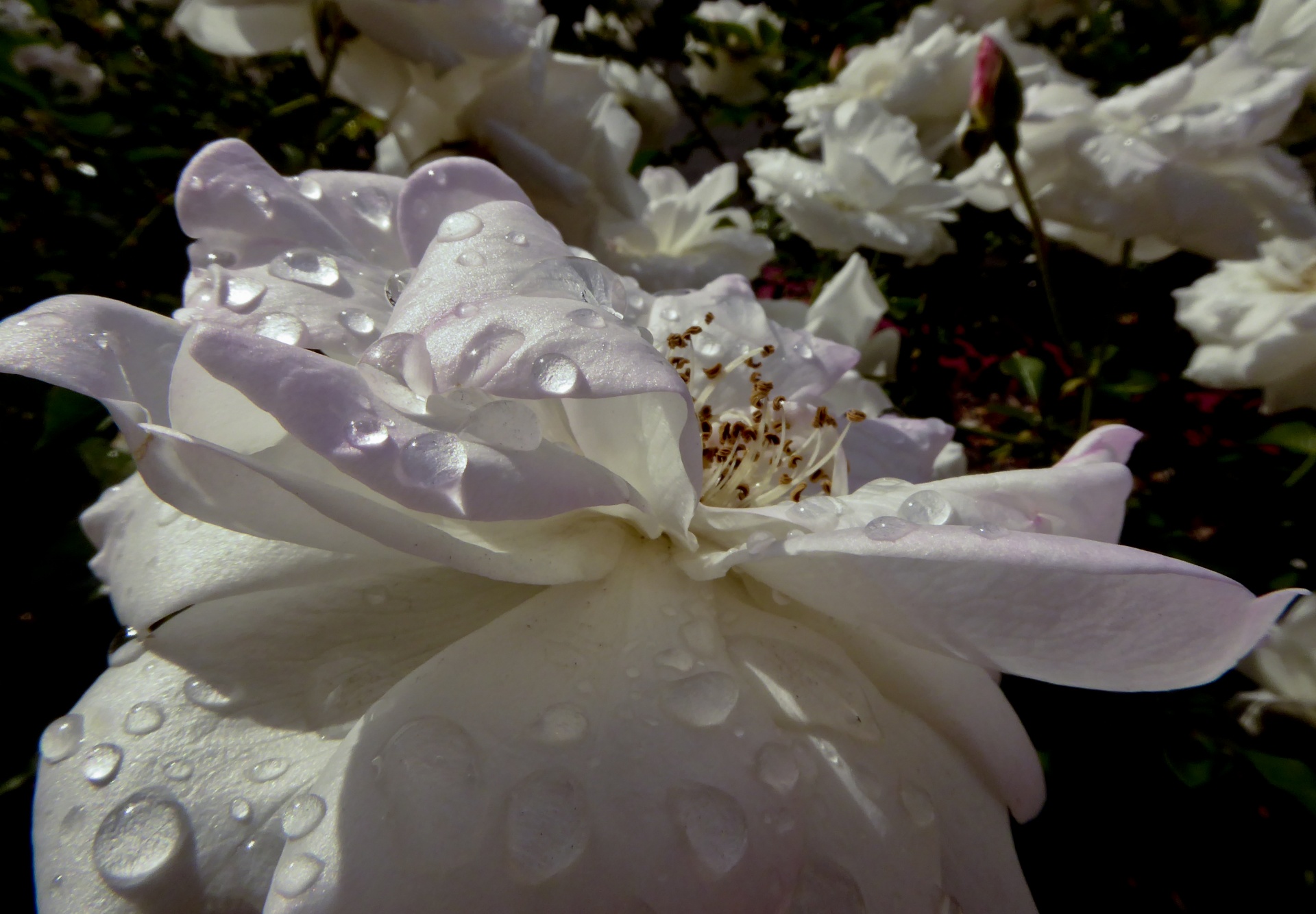rose flower raindrops free photo