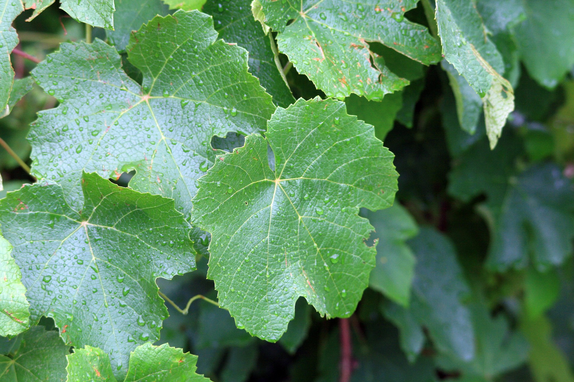 leaves grape drops free photo