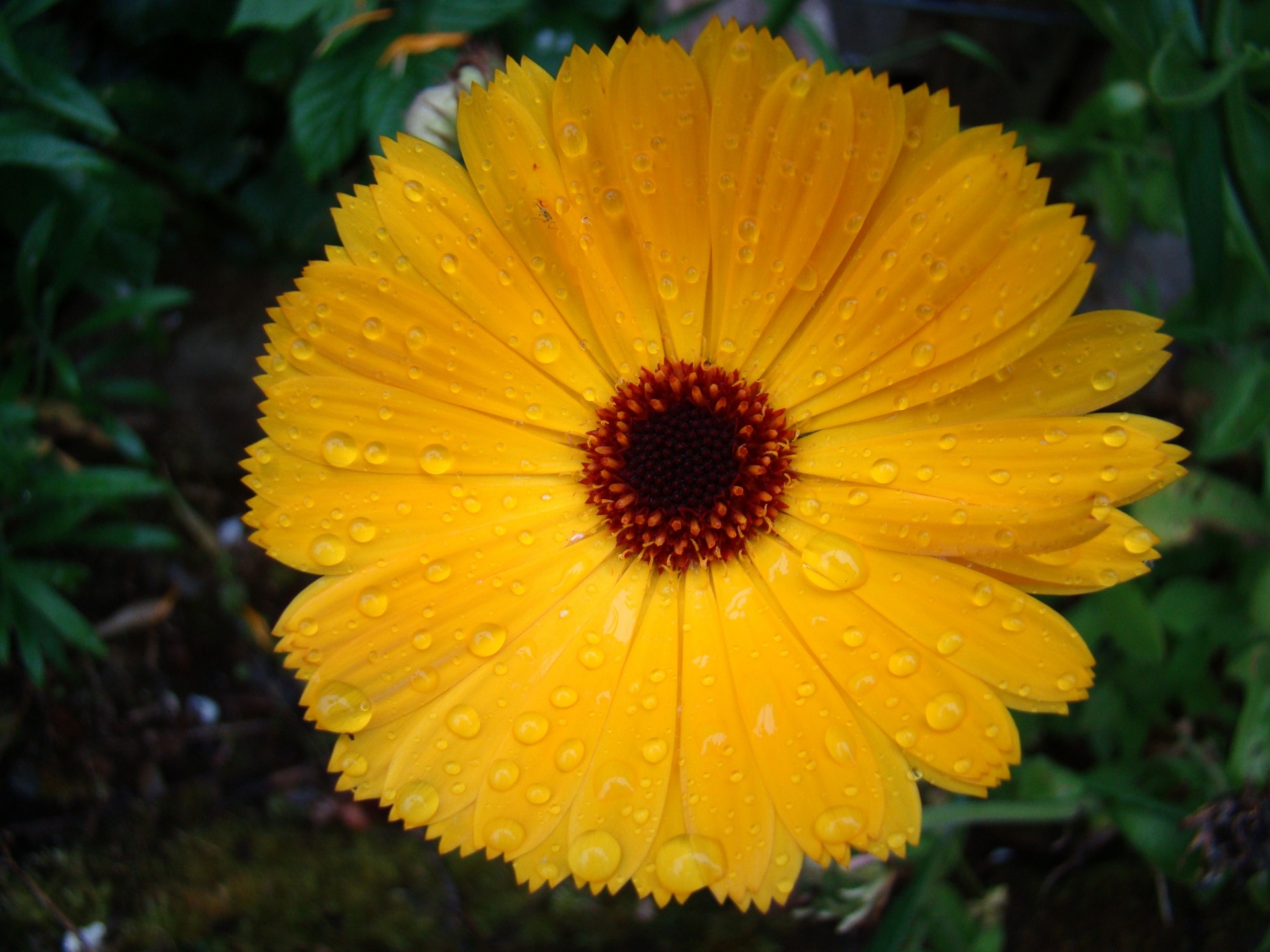 yellow flower ireland free photo