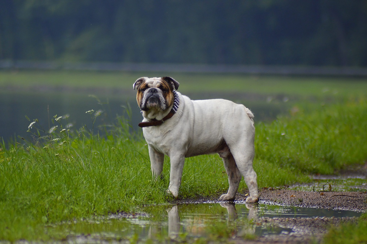rained out bulldog channel free photo