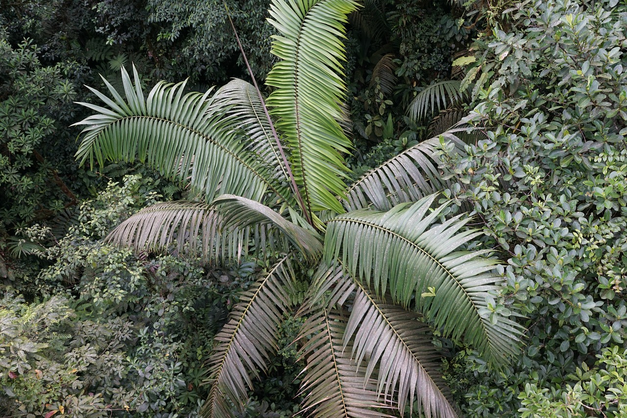 rainforest tree away free photo