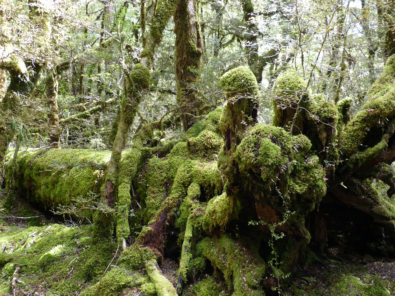 rainforest green plant free photo