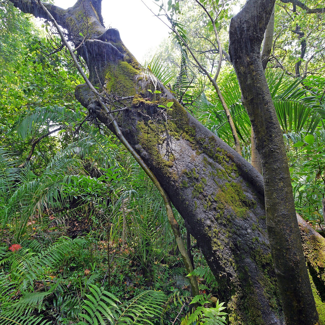 rainforest tree jungle free photo