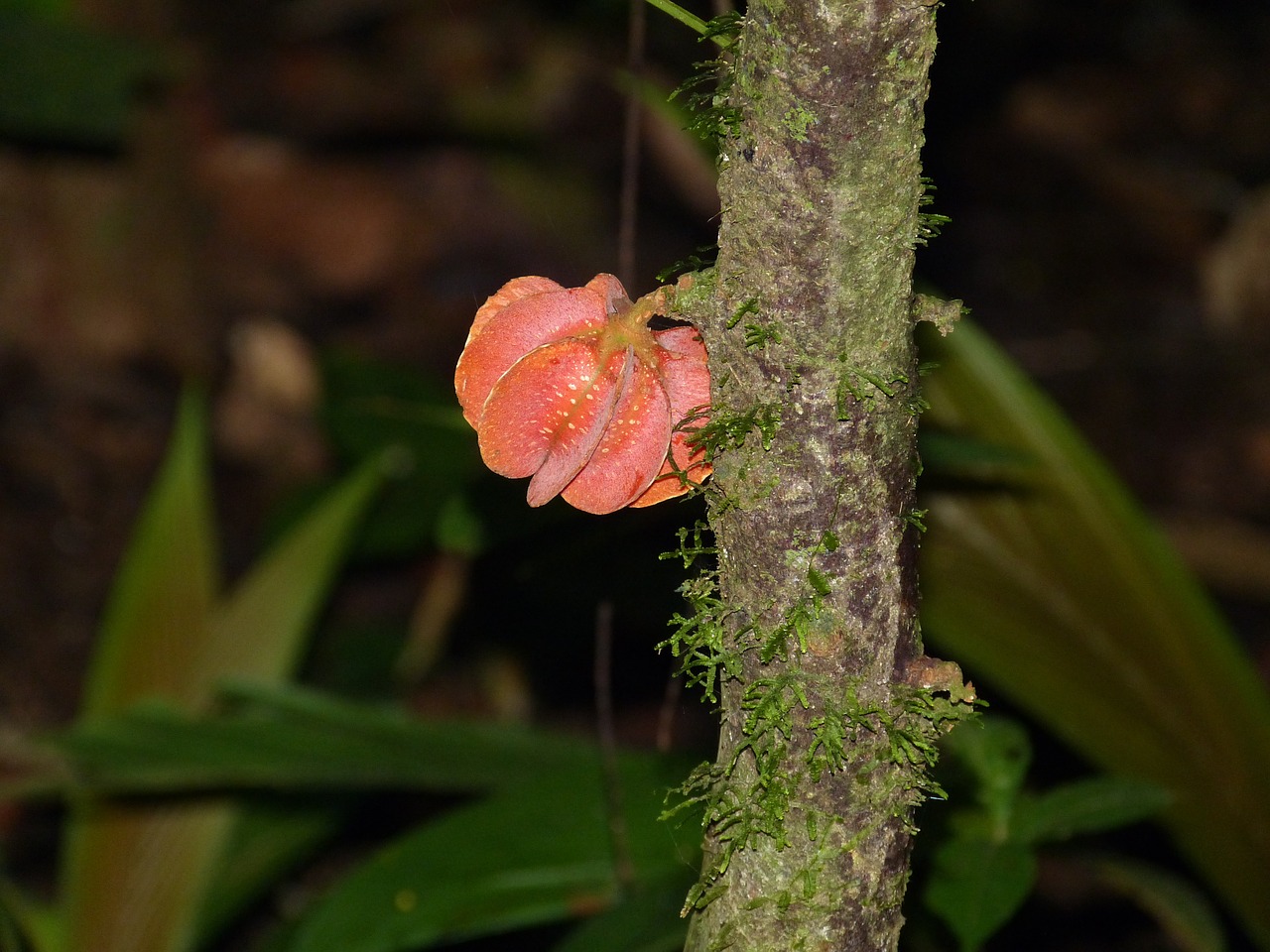 rainforest plant forest free photo