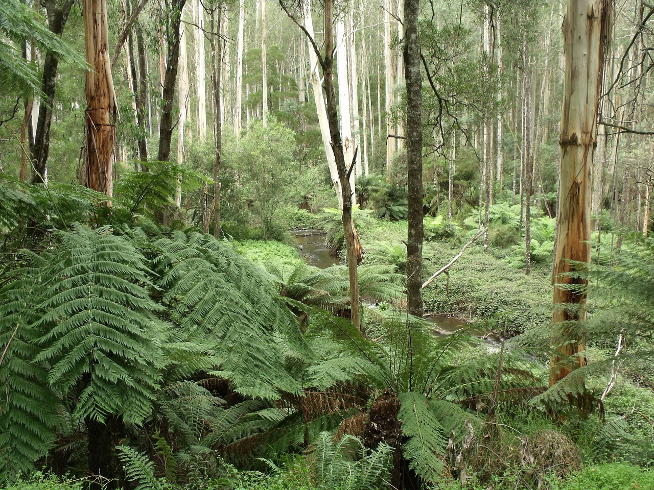 rainforest urzeitlich fern free photo