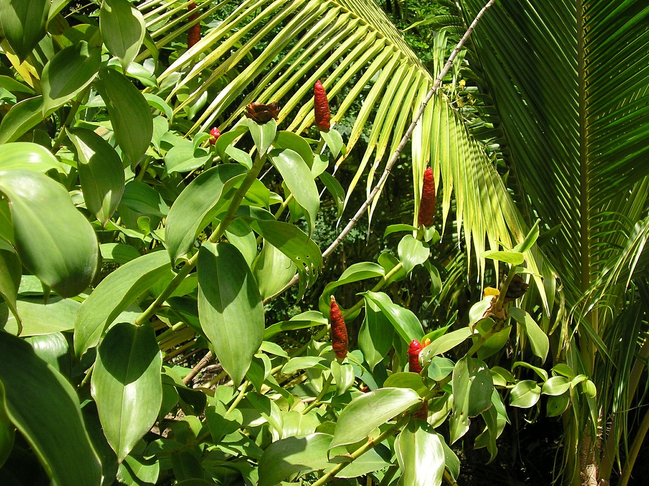rainforest peppers palm free photo