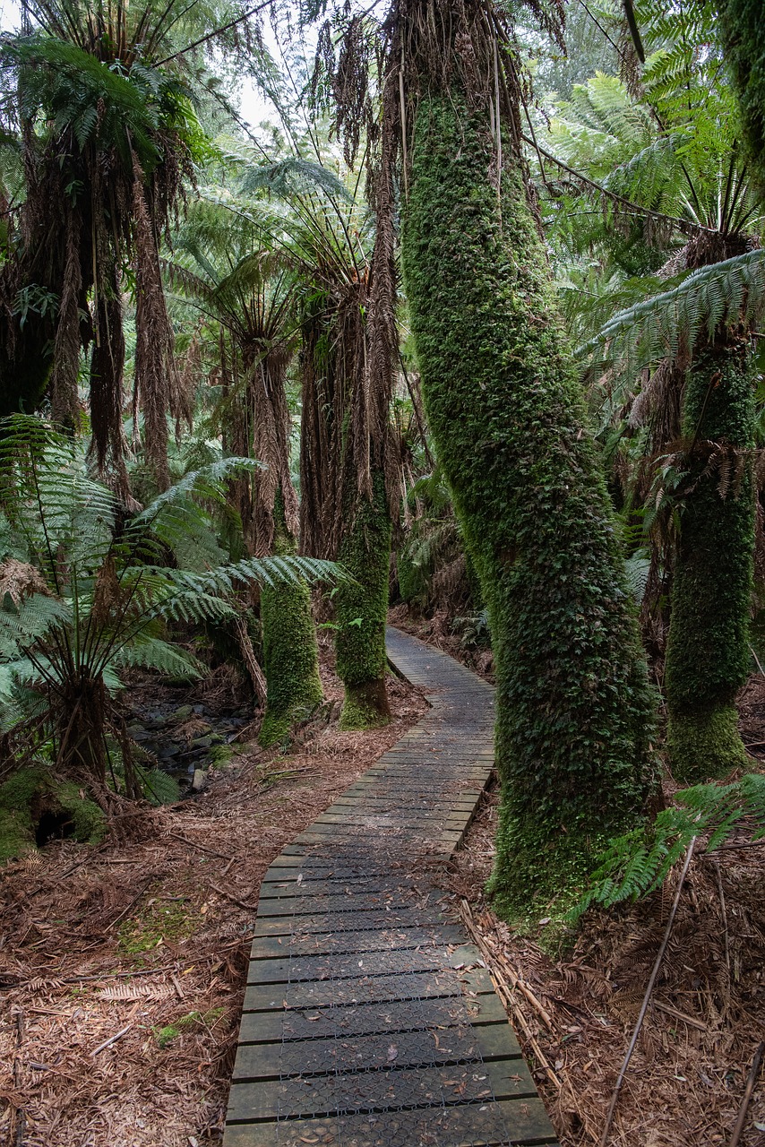 rainforest  forest  ferns free photo