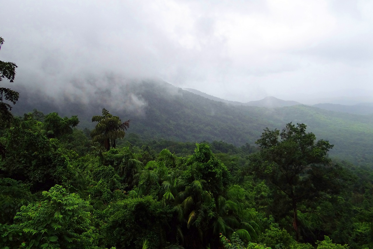 rainforest mollem national park western ghats free photo