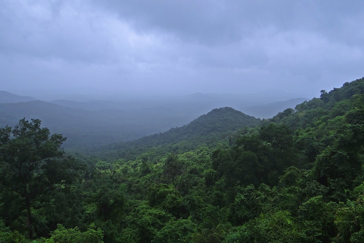 rainforest western ghats mollem national park free photo