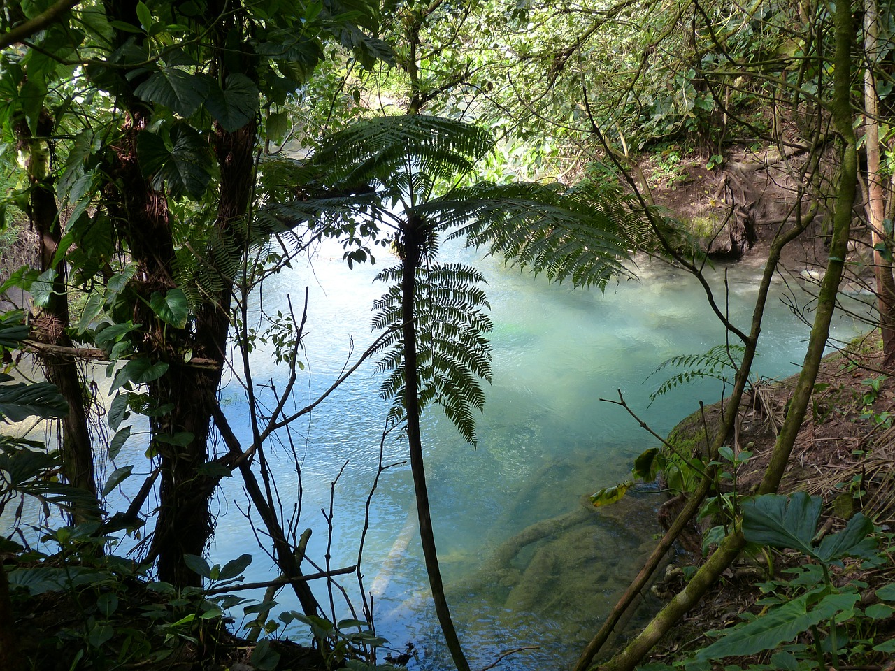 rainforest pond tropics free photo
