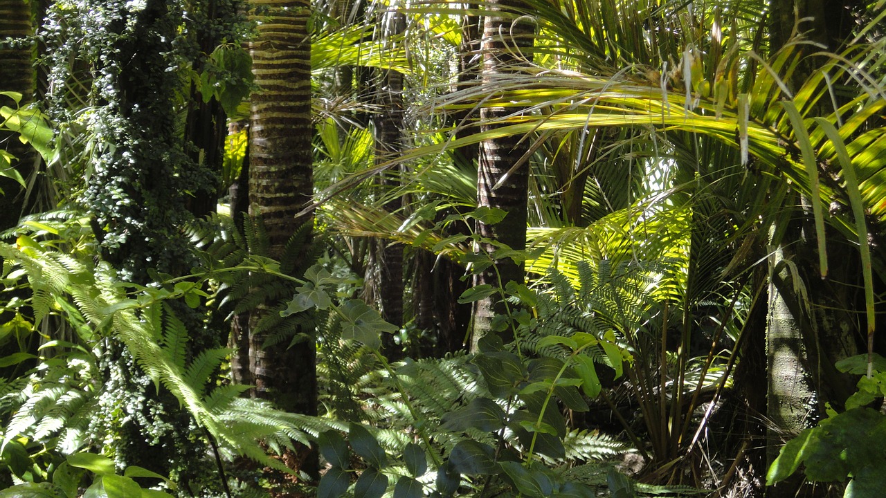 rainforest palm trees moss free photo