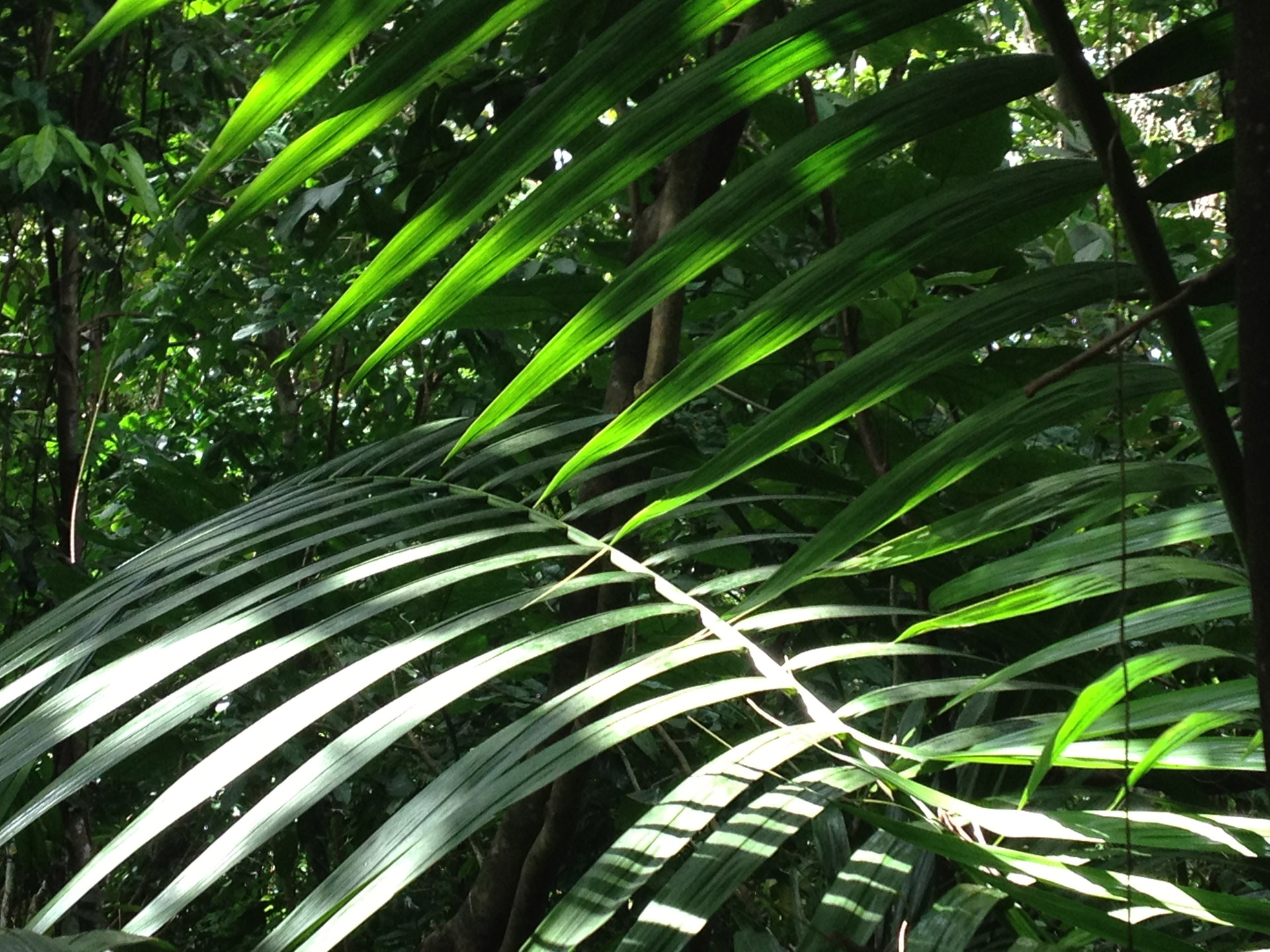 rainforest forest tropical foliage free photo