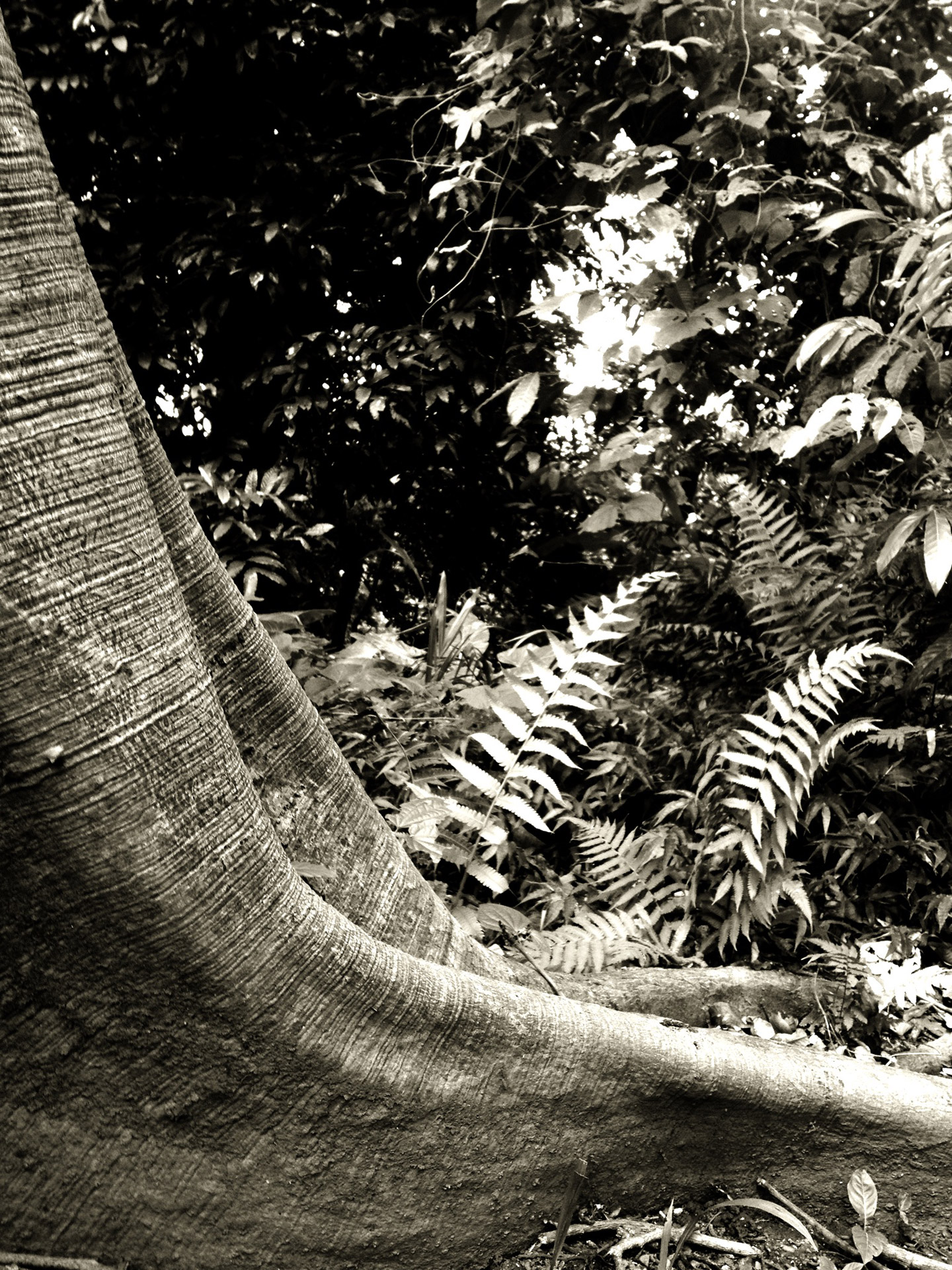 tree tropical root free photo